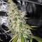 Ripper badazz (Ripper Seeds) Cannabis-Samen