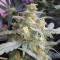 Thin Mint Crack (Seedstockers) Cannabis-Samen
