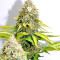 Xtreme Kush (Xtreme Seeds) Cannabis-Samen