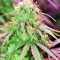 Zamaldelica (Ace Seeds) Cannabis-Samen