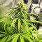 Acid Rain Autoflower feminisierte Samen (EGS)