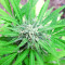 Auto White Widow CBD (Pyramid Seeds) Cannabis-Samen