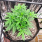 Bruce Banner feminisierte Samen (Seedstockers)