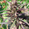CBD Terra Italia (Female Seeds)