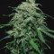 Chem-Bomb Auto (Humboldt Seeds Organization)