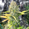 Dozy Sith feminisierte Samen (AlphaFem Seeds)