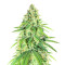 Glue Sherbert feminisierte Samen (AlphaFem Seeds)