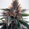 God's Glue (Ministry Of Cannabis) Cannabis-Samen