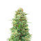 Gorilla SFV OG (Expert Seeds) Cannabis-Samen