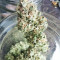 Kush Fromage (Medicann Seeds) Cannabis-Samen