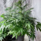 Lemon Haze Auto (Expert Seeds) Cannabis-Samen