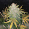 Original Auto OG Kush (Fast Buds) Cannabis-Samen