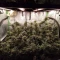 Gelato 33 (Advanced Seeds) Cannabis-Samen zu verkaufen