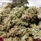 Gorilla Cookies Auto (Fast Buds) Cannabis-Samen zu verkaufen
