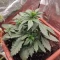 LSD-25 Auto (Fast Buds) Cannabis-Samen zu verkaufen