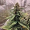 LSD-25 Auto (Fast Buds) Cannabis-Samen zu verkaufen