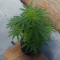 Eleven Roses (Delicious Seeds) Cannabis-Samen zu verkaufen