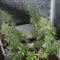Gelato Auto Cannabis-Samen Kaufen