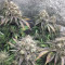 Mimosa EVO (Barney's Farm) Cannabis-Samen zu verkaufen
