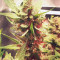 Wedding Cake Auto (Barney's Farm) Cannabis-Samen zu verkaufen