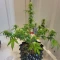 Kaufe Purple Juice Auto Samen feminisiert von Herbies Seeds