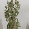 Kaufe Kosher Kush 66 Autoflower Samen feminisiert von EGS