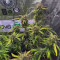 Strawberry Banana Auto Cannabis-Samen Kaufen
