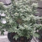 Golden Lemon Haze (Seedstockers) Cannabis-Samen zu verkaufen