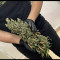 GG#4 Original Glue Auto Cannabis-Samen Kaufen