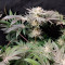 Biscotti Mintz Cannabis-Samen Kaufen