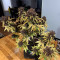 Blackberry Auto Cannabis-Samen Kaufen
