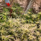 Royal Gorilla Cannabis-Samen Kaufen