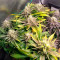 Kush 'N' Cookies CBD (Garden of Green Seeds) Cannabis-Samen zu verkaufen