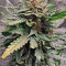 Sweet Nurse Auto CBD (Sweet Seeds) Cannabis-Samen zu verkaufen