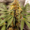 Amnesia Lemon Cannabis-Samen Kaufen