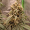 Kaufe Grandmommy Purple Samen feminisiert von Herbies Seeds