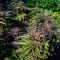 Dos Si Dos 33 (Barney's Farm) Cannabis-Samen zu verkaufen