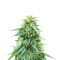 Somango XXL (Nirvana Seeds) Cannabis-Samen