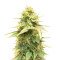 Sour Diesel feminisierte Samen (Barney’s Farm)