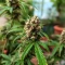 Auto Mimosa (00 Seeds)