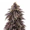 Auto Strawberry Soda (Dutch Passion)