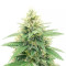 Banana Diesel (Holy Smoke Seeds) Cannabis-Samen