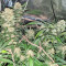 Blackberry Gum feminisierte Samen