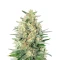 Bubble Gum Fast (00 Seeds)