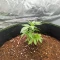Candy Cane Mango Autoflower feminisierte Samen (Seedkeepers)