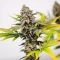 Cinderella 99 feminisierte Samen (Brothers Grimm Seeds)