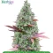 Fast Finish Bundle #1: 3x3 seeds (Mixed)