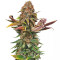Florida Gaspack Samen feminisiert (Humboldt Seeds Organization)