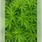 Gelato 44 (Tyson S) (Royal Queen Seeds)