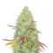 Indica Mix Samen feminisiert (Herbies Seeds)
